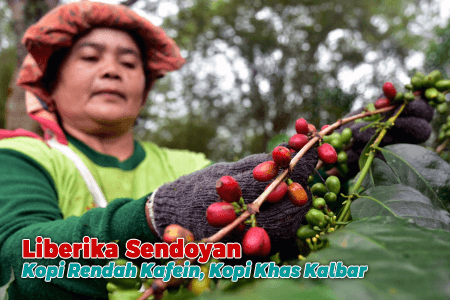 Liberika Sendoyan, Kopi Rendah Kafein, Kopi Khas Kalbar